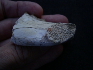 Hyaenodon jaw fragment