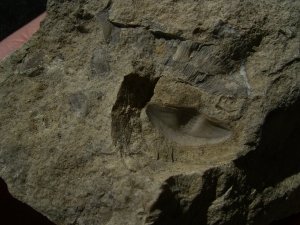 Trilobite Pygidium, Ordovician age