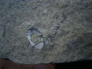 Trilobite Pygidium, Ordovician age