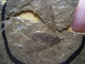 Insect fossil Oligocene age