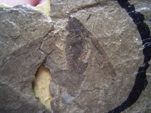 Insektenfossil aus dem Oligozän