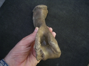 Red deer humerus bone