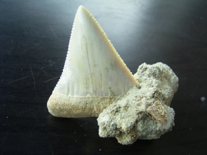 Great white shark tooth from Chile