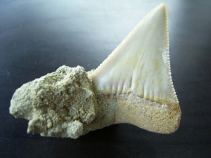 Great white shark tooth from Chile
