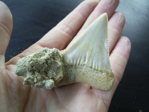 Weißhai-Zahn aus Chile