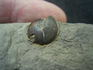 Ammonite - Goniatit
