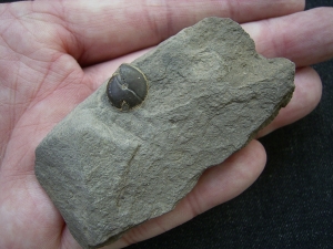 Ammonite - Goniatit