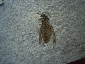 Insekt aus dem Oligozän