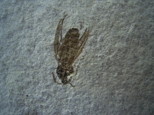 Insect Oligocene age