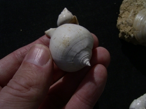 Mussels and snails - eocene age
