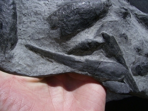 Rhinopteraspis dunensis devonian age