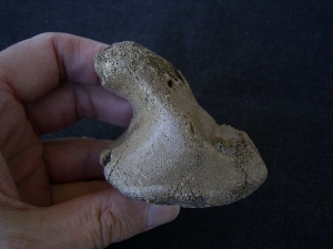 Rhinoceros foot bone