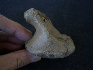 Rhinoceros foot bone