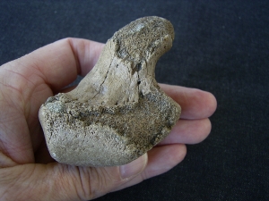 Rhinoceros foot bone