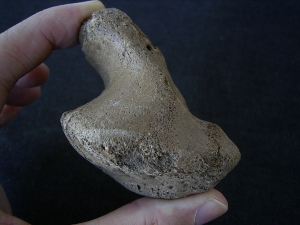 Rhinoceros foot bone