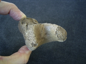 Nashorn Fußwurzelknochen
