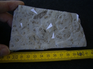 Insect slab, several differend insects