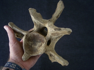 Bison priscus Neck vertebra