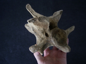 Bison priscus Neck vertebra