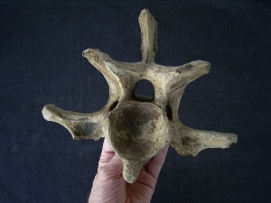 Bison priscus Neck vertebra