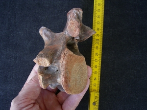 Dinosaur vertebra cretaceous age