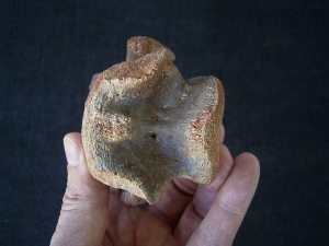 Dinosaur vertebra cretaceous age