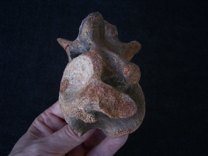 Dinosaur vertebra cretaceous age