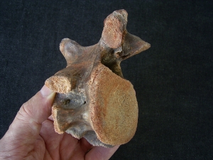 Dinosaur vertebra cretaceous age