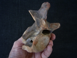 Dinosaur vertebra cretaceous age