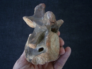 Dinosaur vertebra cretaceous age