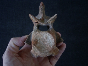 Dinosaur vertebra cretaceous age