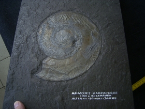 Ammonite Harpoceras
