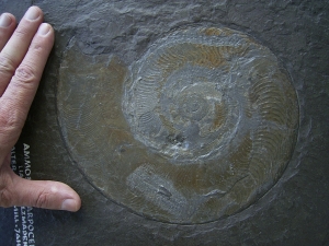 Ammonite Harpoceras