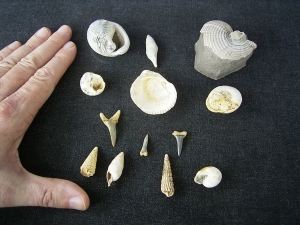 Snails, Mussels, Shark teeth, miocene