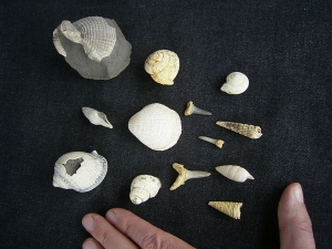 Schnecken, Muscheln, Haizähne, Miozän
