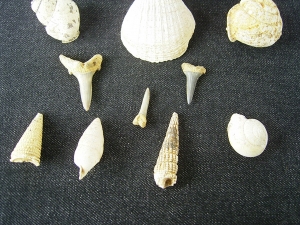 Schnecken, Muscheln, Haizähne, Miozän
