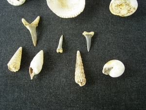 Snails, Mussels, Shark teeth, miocene