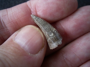 Crocodile tooth, miocene age