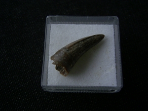 Crocodile tooth, miocene age