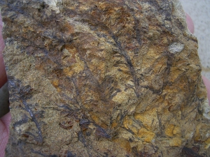 Plant fossils Calamophyton
