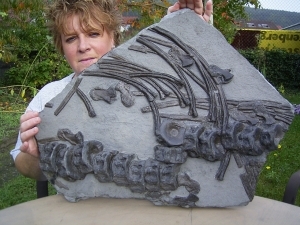 Große Ichthyosaurier- Knochen-Platte