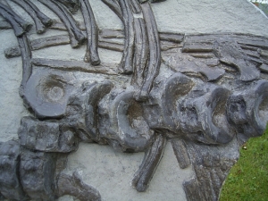 Große Ichthyosaurier- Knochen-Platte