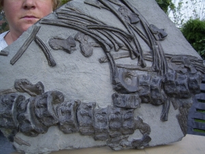 Huge Ichthyosaur-bone-plaque