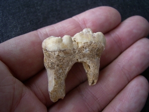 Cave bear tooth Ursus spelaeus