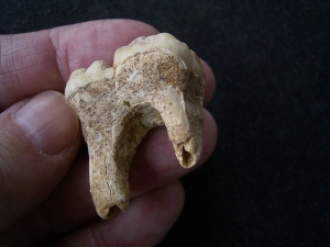 Höhlenbär Zahn Ursus spelaeus