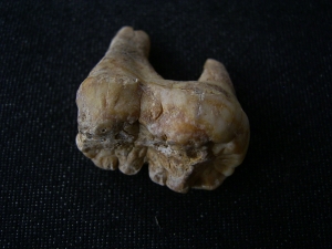 Höhlenbär Zahn Ursus spelaeus