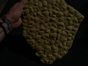 Stromatolithes - triassic age