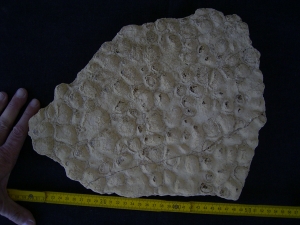 Stromatolithen aus dem mittleren Muschelkalk