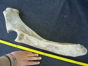Bison priscus Unterarm aus dem deutschen Pleistozän