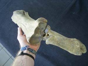 Bison priscus Unterarm aus dem deutschen Pleistozän
